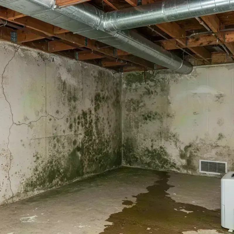 Professional Mold Removal in Port Gibson, MS